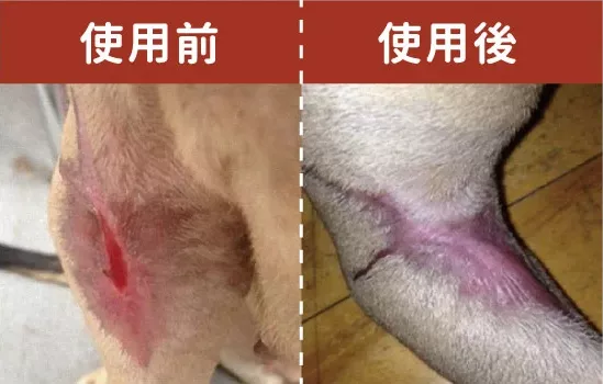 寵物皮膚護理噴劑能有效治療寵物皮膚疾病
